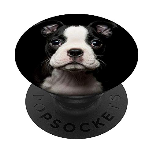 Lindo Boston Terrier - Retrato de fotos para perro, diseño en blanco PopSockets PopGrip Intercambiable