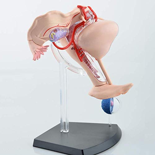 Modelo anatómico del útero Femenino Modelo Compuesto Material didáctico médico del Cuerpo Humano Modelo de anatomía de órganos del Sistema Reproductor Femenino