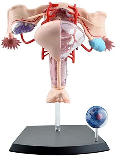 Modelo de anatomía, Modelo de montaje Modelo Modelo anatómico del útero femenino Modelo compuesto Ayudas de enseñanza del organismo humano Anatomía del órgano Modelo del sistema reproductor femenino c