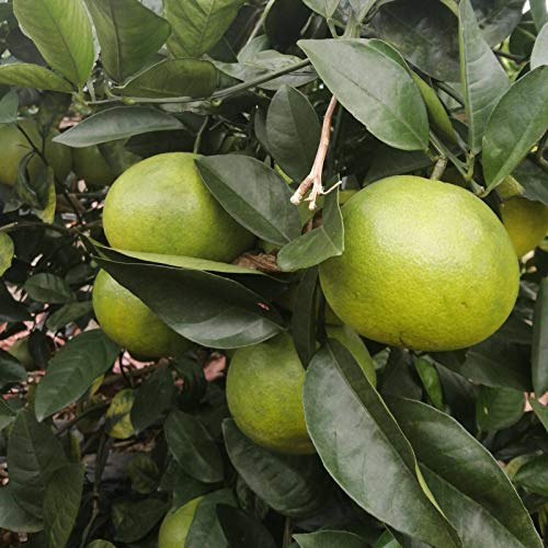 Oce180anYLVUK Semillas De Pomelo, 1 Bolsa De Semillas De Pomelo Fragantes Semillas De Plantas Caseras Para Jardín Semillas de pomelo