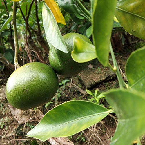 Oce180anYLVUK Semillas De Pomelo, 1 Bolsa De Semillas De Pomelo Fragantes Semillas De Plantas Caseras Para Jardín Semillas de pomelo