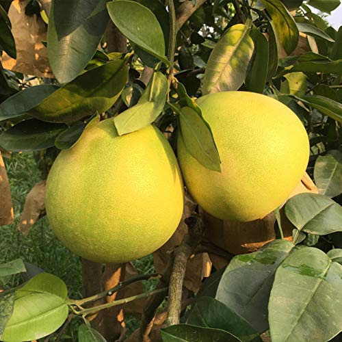 Oce180anYLVUK Semillas De Pomelo, 1 Bolsa De Semillas De Pomelo Fragantes Semillas De Plantas Caseras Para Jardín Semillas de pomelo