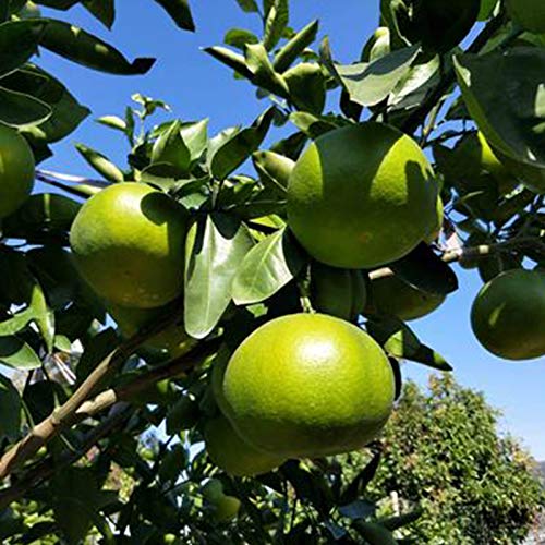 Oce180anYLVUK Semillas De Pomelo, 1 Bolsa De Semillas De Pomelo Fragantes Semillas De Plantas Caseras Para Jardín Semillas de pomelo