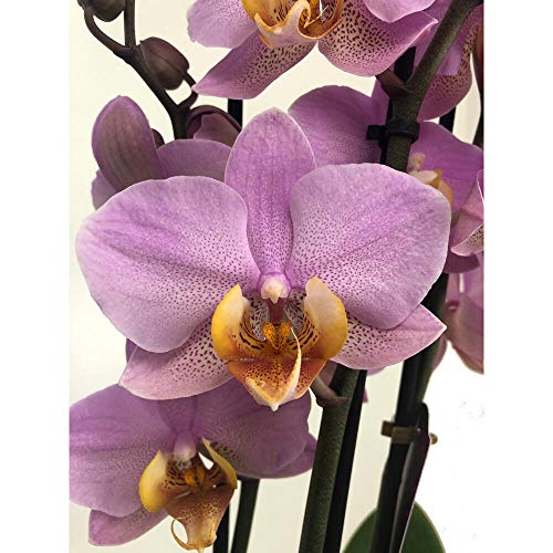 ORQUÍDEA NATURAL PHALAENOPSIS ROSA Y AMARILLO BEAUMONT 75CM 3-4 TALLOS M12 ENVÍOS EN 24 HORAS