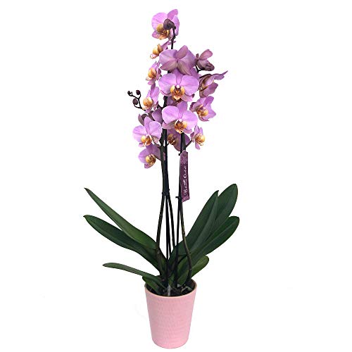 ORQUÍDEA NATURAL PHALAENOPSIS ROSA Y AMARILLO BEAUMONT 75CM 3-4 TALLOS M12 ENVÍOS EN 24 HORAS