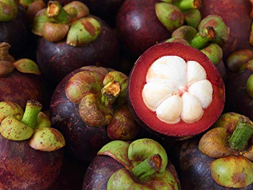 Portal Cool 10 Pcs: 20Pcs Family Clusiaceae Garcinia Mangostana Semillas Evergreen Tree Purple Mangoste