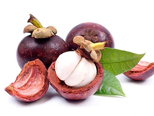 Portal Cool 10 Pcs: 20Pcs Family Clusiaceae Garcinia Mangostana Semillas Evergreen Tree Purple Mangoste