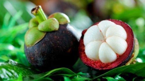 Portal Cool 10 Pcs: 20Pcs Family Clusiaceae Garcinia Mangostana Semillas Evergreen Tree Purple Mangoste