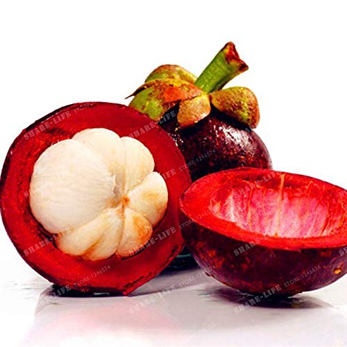 Portal Cool 20pcs familia Clusiaceae Garcinia mangostana Semillas Ãrbol de hoja perenne púrpura Mangoste