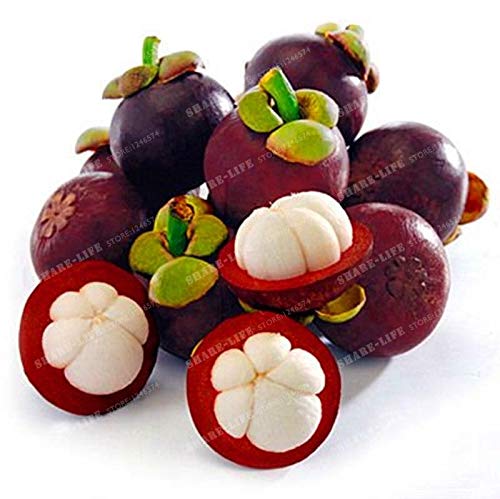 Portal Cool 20pcs familia Clusiaceae Garcinia mangostana Semillas Ãrbol de hoja perenne púrpura Mangoste