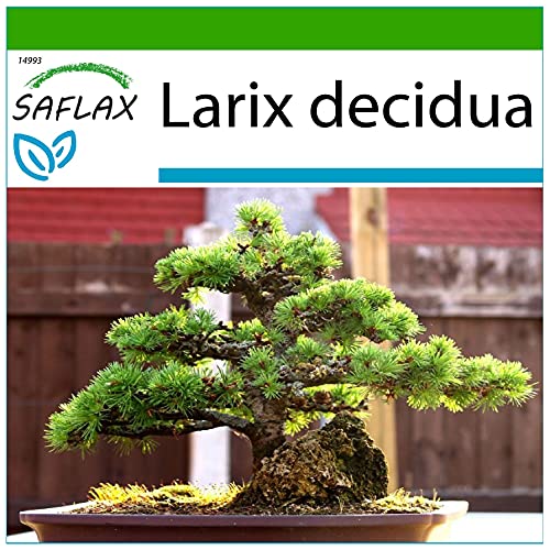 SAFLAX - Alerce europeo - 75 semillas - Con sustrato estéril para cultivo - Larix decidua