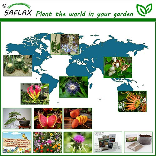 SAFLAX - Alerce europeo - 75 semillas - Larix decidua