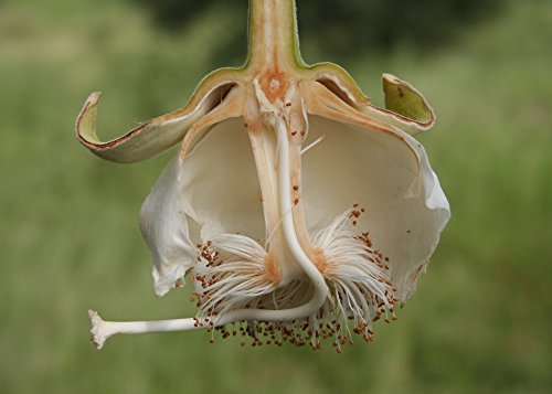 SAFLAX - Árbol del pan del mono - 6 semillas - Con sustrato estéril para cultivo - Adansonia digitata