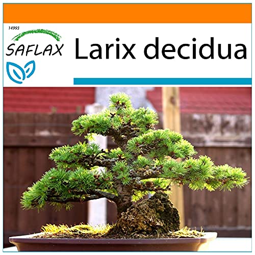 SAFLAX - Garden in the Bag - Alerce europeo - 75 semillas - Con sustrato de cultivo en un sacchetto rigido fácil de manejar. - Larix decidua