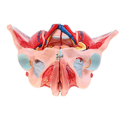 SLRMKK El Modelo de Pelvis Femenino, los órganos Reproductores y el Modelo de nervio Vascular están compuestos de Cuatro Partes, con 71 números