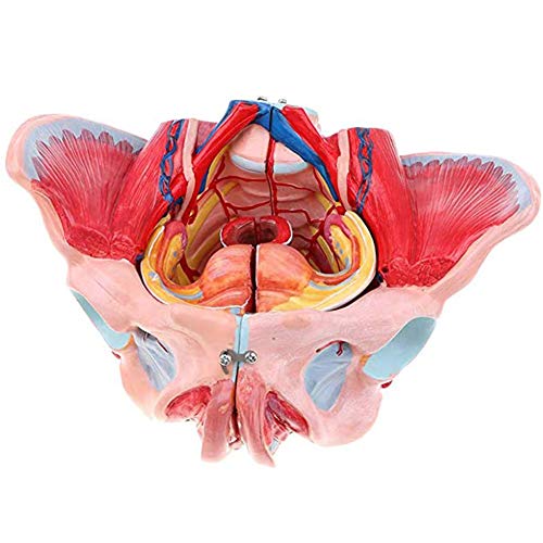 SLRMKK El Modelo de Pelvis Femenino, los órganos Reproductores y el Modelo de nervio Vascular están compuestos de Cuatro Partes, con 71 números