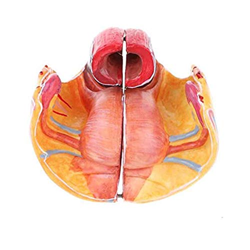 SLRMKK El Modelo de Pelvis Femenino, los órganos Reproductores y el Modelo de nervio Vascular están compuestos de Cuatro Partes, con 71 números