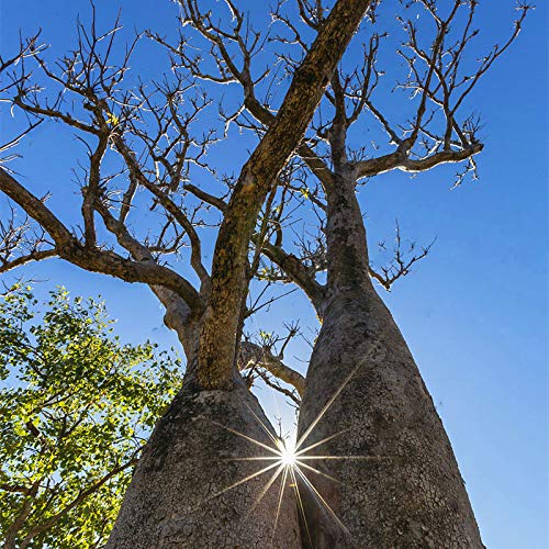 TENGGO Egrow 5Pcs/Bolsa Adansonia Digitata Baobab Tree Semillas Raro Baobab Semillas Tropical Planta Jardín Semillas