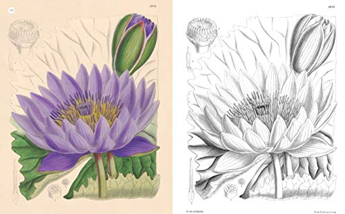 The Kew Gardens World of Flowers Colouring Book: Over 40 Beautiful Illustrations Plus Colour Guides (Kew Gardens Arts & Activities)