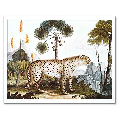 Wee Blue Coo Painting Antique Nature Zotl Cheetah Gepard Art Print Framed Poster Wall Decor 12X16 Inch