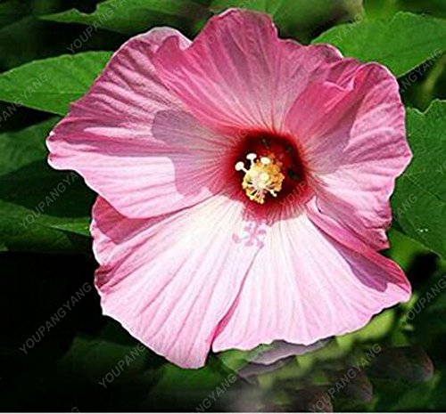 100pcs / bag semillas gigante hibisco plantas bonsai hermosa Dinnerplate hibisco perenne de flores para el jardín de la plantación púrpura