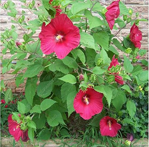 100pcs / bag semillas gigante hibisco plantas bonsai hermosa Dinnerplate hibisco perenne de flores para el jardín de la plantación púrpura