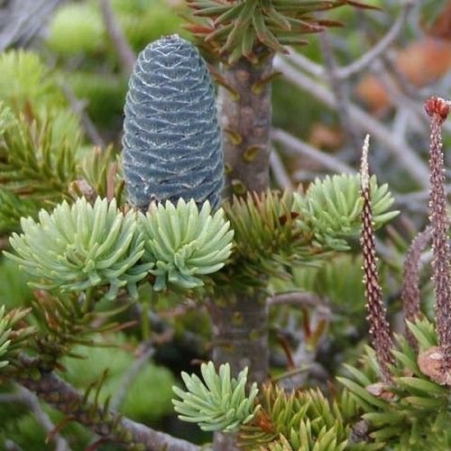 25 Semillas - Semillas de bálsamo abeto (Abies balsamea)