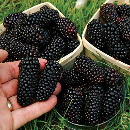 C-LARSS 200 Unids/Bolsa Semillas De Mora De Frambuesas Negras Dulce Nutritivo Fruta Deliciosa Semillas De Fruta De Frambuesa Negra Fácil De Plantar Para El Hogar Semillas de mora #