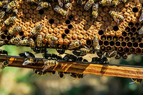 Cera de Abeja para Muebles. Protege, embellece y nutre la madera.(375 Mililitros, incolora)