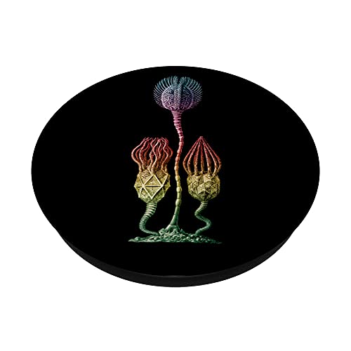 Cystoidea Fósil Biología, Animal marino, Naturaleza PopSockets PopGrip Intercambiable