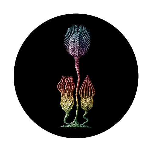 Cystoidea Fósil Biología, Animal marino, Naturaleza PopSockets PopGrip Intercambiable