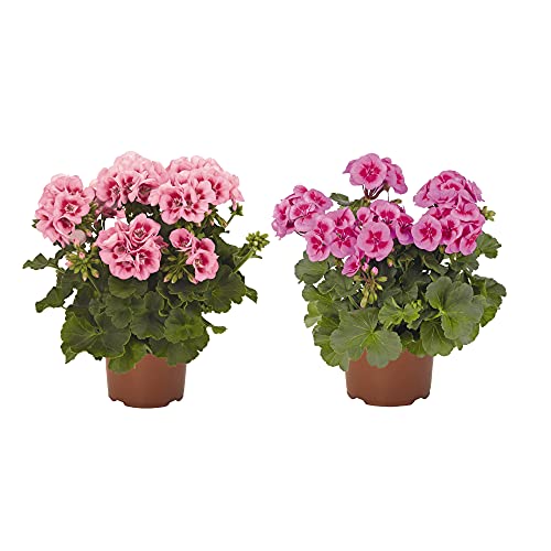 Geranio Pack de 2 Unidades de Geranios con Flor Plantas Naturales de Exterior e Interior