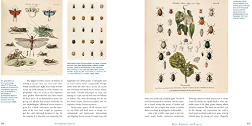 Innumerable Insects: The Story of the Most Diverse and Myriad Animals on Earth (Natural Histories)