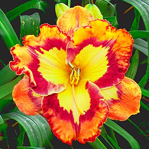 Las Azucenas Crecen RáPido,Bulbos De Hemerocallis, Las Cebollas De Azucenas A Granel,Rara Hemerocallis Rizoma-3 Rizoma,c