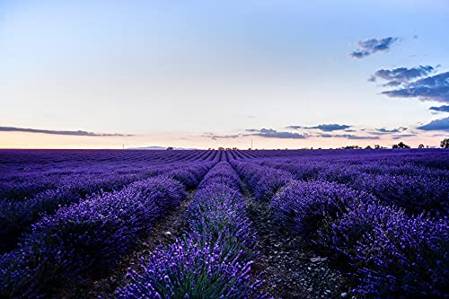 Lavanda Preservada, Ramillete de Lavanda Natural preservada 40 cm.Lavanda Seca Flores secas preservadas (100gr, 40cm)