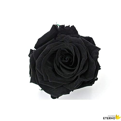 Mundo Eterno Rosa Eterna Preservada 35cm Negra