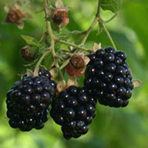 Oce180anYLVUK Semillas De Frambuesa Negra, Bolsa De 200 Piezas Semillas De Frambuesa Negra Deliciosas Semillas De Fruta De Frambuesa Negra Dulce Para El Hogar Semillas de mora #