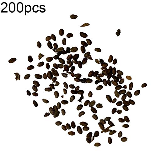 Oce180anYLVUK Semillas De Frambuesa Negra, Bolsa De 200 Piezas Semillas De Frambuesa Negra Deliciosas Semillas De Fruta De Frambuesa Negra Dulce Para El Hogar Semillas de mora #