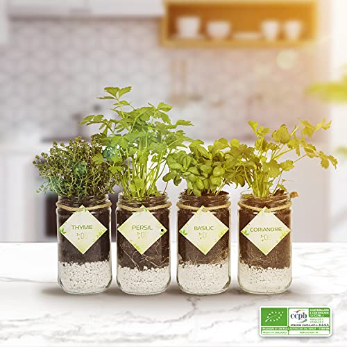 OG Kit Huerto Urbano - Kit Completo de 4 Plantas aromaticas (Tomillo, Cilantro, Albahaca y Perejil), 100% Semillas Bio, NO GMO y Origen EU. Todo Incluido para Cultivar Fácilmente Tus Hierbas Frescas