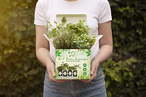 OG Kit Huerto Urbano - Kit Completo de 4 Plantas aromaticas (Tomillo, Cilantro, Albahaca y Perejil), 100% Semillas Bio, NO GMO y Origen EU. Todo Incluido para Cultivar Fácilmente Tus Hierbas Frescas