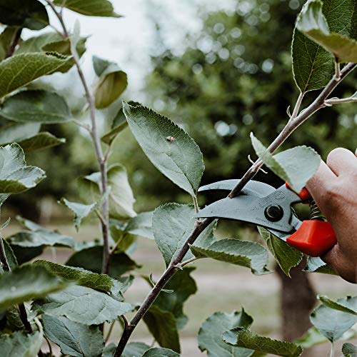 Original LÖWE 14 Tijeras de podar 14.107 con Cuchillas afiladas de Acero de Carbono, Tijeras de Bypass Ligeras con Revestimiento Antiadherente para Cortar arbustos, Ramas de Rosas, Flores Cortadas