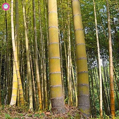 Pinkdose 20 UNIDS Gigante Amarillo planta de bamb Rare Moso Bamboo Bambu Bambusa Lako Ãrbol Para la plantacin de jardn en casa