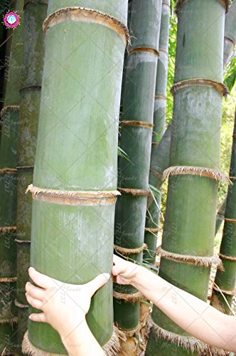 Pinkdose 20 UNIDS Gigante Amarillo planta de bamb Rare Moso Bamboo Bambu Bambusa Lako Ãrbol Para la plantacin de jardn en casa