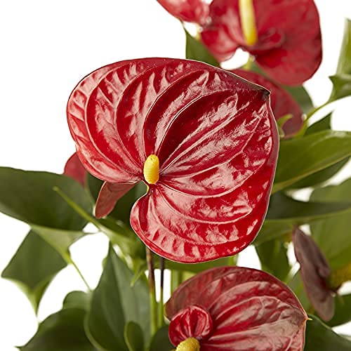 Planta Anthurium rojo natural en maceta de Ø12cm (altura 35-40cm) Verdecora