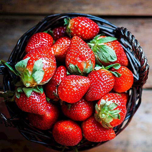 Plantación Hortícola Variedad Permanente Fruta Crecimiento Natural No Necesita Demasiado Cuidado 1000PCS Rojo Encantador Atractivo Semillas De Fresa Vibrantes GLTING