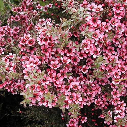 Portal Cool Leptospermum scoparium â€˜kiwiâ€™ - 1L (13cm Pot)