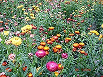 Potseed Semillas de Flor: Semillas de Plantas Angustifolium Helichrysum Paquete Mejor Jardín Semillas (4 Paquetes) Las Semillas de Las Plantas del jardín de