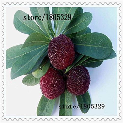 10 PC / paquete, semillas madroño semillas Myrica rubra semillas de arrayán rojo madroño perennes sabor semillas de árboles de fruta dulce