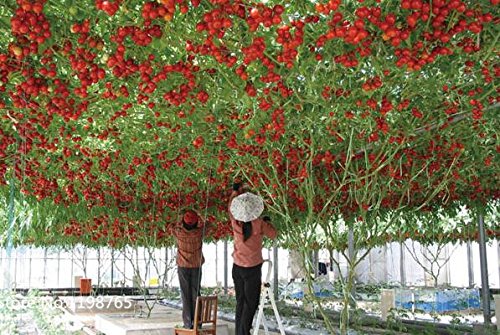 100 Italiano tomate de árbol * HERENCIA RARA !! * Semillas de vida semillas de tomate GIGANTE árbol frutal