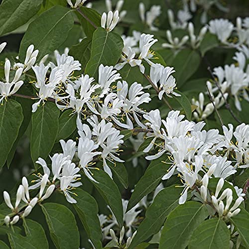 100 piezas de semillas de madreselva Lonicera fragancia blanca pura fragancia única flores ampliamente utilizadas amadas para la plantación de jardines